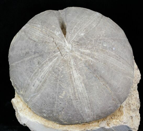 Huge Jurassic Sea Urchin (Clypeus plotti) - England #30710